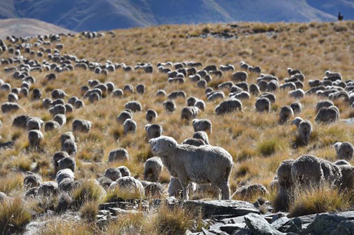 Australian Sheep Producers Turn to DNA for Resilient, Productive Herds